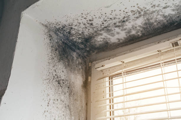 Affordable Mold Cleanup solutions in Grawn, MI